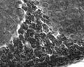 Adult rat cerebellum immunohistochemistry.