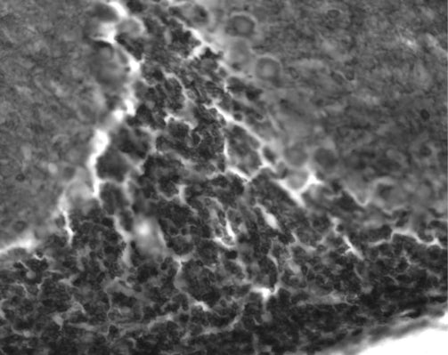 Adult rat cerebellum immunohistochemistry.
