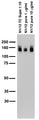 Adult rat brain membrane immunoblot.