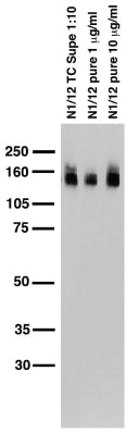 Adult rat brain membrane immunoblot.