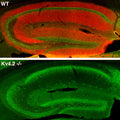 Immunofluorescence staining of adult wild-type (WT) and Kv4.2 knockout (Kv4.2-/-) mouse hippocampus with K57/1 (red) and Kv2.1 rabbit (green).