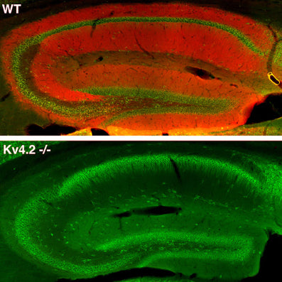 Immunofluorescence staining of adult wild-type (WT) and Kv4.2 knockout (Kv4.2-/-) mouse hippocampus with K57/1 (red) and Kv2.1 rabbit (green).
