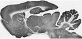 Adult rat brain immunohistochemistry.