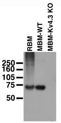 Immunoblot on adult rat brain membranes (RBM), and adult mouse brain membranes from wild-type (MBM-WT) and Kv4.3 knockout (MBM-Kv4.3-KO) mice. MBM samples courtesy of Dr. Jeanne Nerbonne, Washington University School of Medicine.