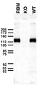 Immunoblot versus crude membranes from adult rat brain (RBM) and WT and Slo1 KO mouse brains probed with L6/60 TC supe.