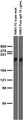 Adult rat brain membrane immunoblot.