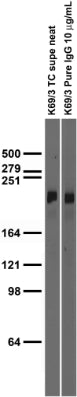 Adult rat brain membrane immunoblot.