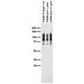 Adult rat brain membrane immunoblot.