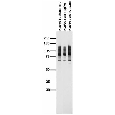 Adult rat brain membrane immunoblot.
