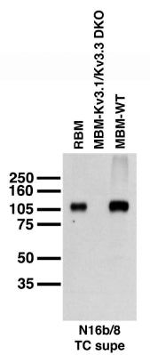 Immunoblot versus adult rat brain membranes (RBM), and adult mouse hippocampal membranes (MBM) from Kv3.1/Kv3.3 double knockout and WT mice (mouse samples courtesy of Dr. Rolf Joho).