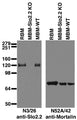 Immunoblot against brain membranes from adult rat (RBM), Slo2.2 knockout (MBM-Slo2.2 KO) or wild-type (MBM-WT) mice probed with N3/26 (left) or N52A/42 (right) TC supe. Mouse brains courtesy of Chris Lingle (Washington University).