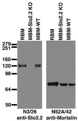 Immunoblot against brain membranes from adult rat (RBM), Slo2.2 knockout (MBM-Slo2.2 KO) or wild-type (MBM-WT) mice probed with N3/26 (left) or N52A/42 (right) TC supe. Mouse brains courtesy of Chris Lingle (Washington University).