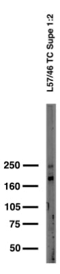 Adult rat brain membrane immunoblot.