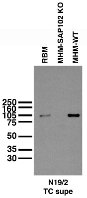 Immunoblot versus adult rat brain membranes (RBM), and adult mouse hippocampal membranes (MHM) from SAP102 knockout and WT mice (mouse samples courtesy of Dr. Richard Huganir).
