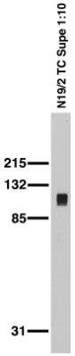 Adult rat brain membrane immunoblot.