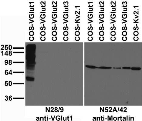 Immunoblot against extracts of COS cells transfected with untagged VGlut or Kv2.1 plasmid and probed with N28/9 (left) or N52A/42 (right) TC supe.