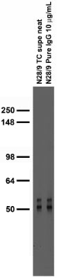 Adult rat brain membrane immunoblot.