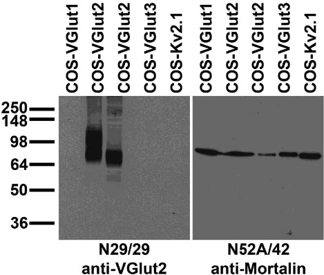 Transfected cell immunoblot: extracts of COS cells transiently transfected with untagged VGlut1, VGlut2, VGlut3 or Kv2.1 plasmid and probed with N29/29 (left) or N52A/42 (right) TC supe.