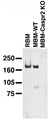Immunoblot on adult rat brain membrane (RBM), and adult mouse brain membranes (MBM) from wild-type (WT) and Caspr2 knockout mice. Caspr KO sample courtesy of Drs. Ido Horresh and Ori Peles, The Weizmann Institute of Science.