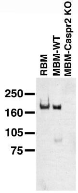 Immunoblot on adult rat brain membrane (RBM), and adult mouse brain membranes (MBM) from wild-type (WT) and Caspr2 knockout mice. Caspr KO sample courtesy of Drs. Ido Horresh and Ori Peles, The Weizmann Institute of Science.