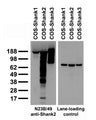  Transfected cell immunoblot: extracts of COS-1 cells transiently transfected with Shank1, Shank2 or Shank3 plasmids and probed with N23B/49 TC supe or a lane loading control.