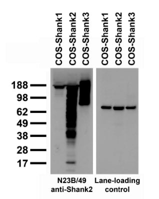  Transfected cell immunoblot: extracts of COS-1 cells transiently transfected with Shank1, Shank2 or Shank3 plasmids and probed with N23B/49 TC supe or a lane loading control.