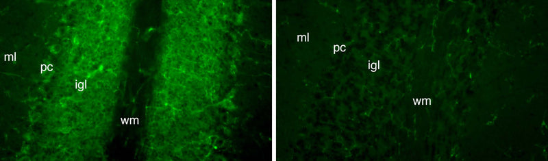 N56/21 immunofluorescence staining of cerebellar cortex from FGF14 wild-type (left) and knockout (right) mice. ml: molecular layer; pc: Purkinje cell layer; igl: internal granule cell layer; wm: white matter.