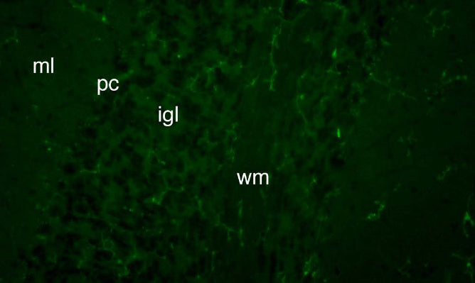 Knockout mice. ml: molecular layer; pc: Purkinje cell layer; igl: internal granule cell layer; wm: white matter.