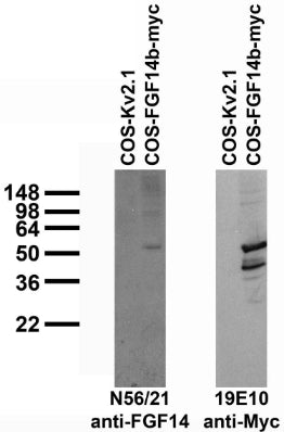 Transfected cell immunoblot: extracts of COS cells transiently transfected with Myc-tagged FGF14b or untagged Kv2.1 plasmid and probed with N56/21 (left) or 19E10 (right) TC supe.