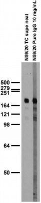 Immunoblots on brain membranes prepared from whole rat.