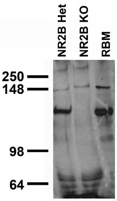 Immunoblot against rat brain membranes (RBM) and neuronal lysates from NR2B knockout (KO) and heterozygote (Het) mice. Samples courtesy of Ben Hall and Anirvan Ghosh (UCSD).