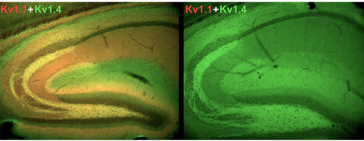 Immunofluorescence staining of hippocampus from adult Kv1.1 wildtype (left) or knock-out (right) mouse with K36/15 (red) and K13/31 (green, Kv1.4).
