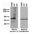Immunoblot against crude brain membranes from adult rat (RBM) and Kv1.1 wild-type (WT) or knock-out (KO) mouse probed with K36/15 (left) or N52A/42 (right) TC supe.