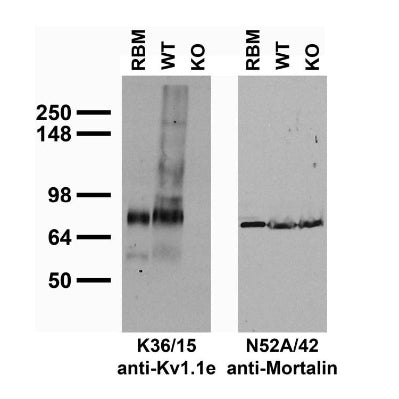 Immunoblot against crude brain membranes from adult rat (RBM) and Kv1.1 wild-type (WT) or knock-out (KO) mouse probed with K36/15 (left) or N52A/42 (right) TC supe.