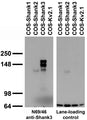 Transfected cell immunoblot: extracts of COS-1 cells transiently transfected with Shank1, Shank2, Shank3 or Kv2.1 plasmids and probed with N69/46 TC supe (left panel) or a monoclonal lane loading control (right panel).