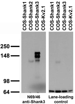 Transfected cell immunoblot: extracts of COS-1 cells transiently transfected with Shank1, Shank2, Shank3 or Kv2.1 plasmids and probed with N69/46 TC supe (left panel) or a monoclonal lane loading control (right panel).