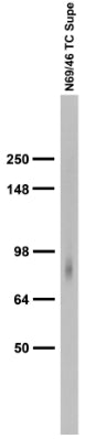 Adult rat brain membrane immunoblot.