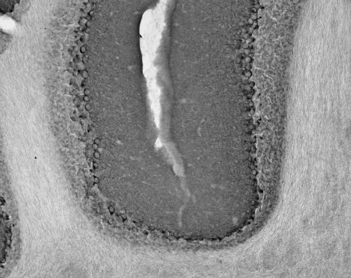 Adult rat cerebellum immunohistochemistry.