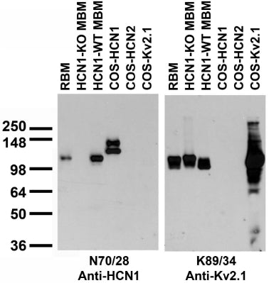Adult rat and mouse brain membrane (RBM and MBM, respectively) and transfected cell immunoblot: extracts of RBM, HCN1-KO and -WT MBM and COS-1 cells transfected with GFP-HCN1, GFP-HCN2 or Kv2.1 plasmids and probed with N70/28 (left panel) or K89/34 TC supe (right panel).