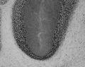 Adult rat cerebellum immunohistochemistry.