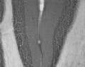 Adult rat cerebellum immunohistochemistry.