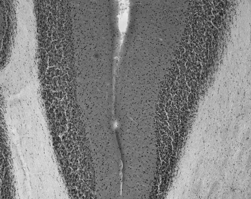 Adult rat cerebellum immunohistochemistry.