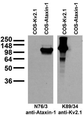 Transfected cell immunoblot: COS cells transiently transfected with Kv2.1 and Ataxin-1 plasmids and probed with N76/3 (left panel) and K89/34 (right panel) TC supe.
