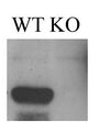 Adult mouse brain immunoblot: extracts of cerebella from Ataxin-1 KO and WT mice and probed with N76/3 TC supe. Image courtesy of Drs Paymaan Jafad-Nejad and Huda Zoghbi, Baylor College of Medicine.