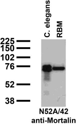 Immunoblot against crude C. elegans worm extracts and RBM probed with N52A/42 TC supe.
