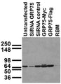 Immunoblot against HEK293 cells transfected as shown. Note that GRP75 is endogenously expressed in HEK (and COS) cells and the relatively weak RBM staining is due to short film exposure time. Cell samples courtesy of Gino Cortopassi (UC Davis).