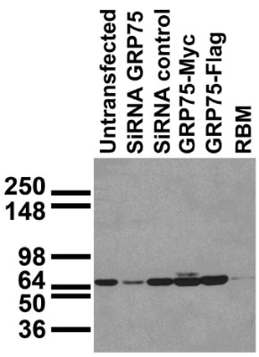 Immunoblot against HEK293 cells transfected as shown. Note that GRP75 is endogenously expressed in HEK (and COS) cells and the relatively weak RBM staining is due to short film exposure time. Cell samples courtesy of Gino Cortopassi (UC Davis).