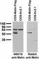 Immunoblot against extracts of COS cells transiently transfected with Flag-tagged Malin or untagged Kv2.1 plasmid probed with N85/18 TC supe (left) or rabbit polyclonal (right).