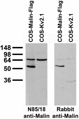 Immunoblot against extracts of COS cells transiently transfected with Flag-tagged Malin or untagged Kv2.1 plasmid probed with N85/18 TC supe (left) or rabbit polyclonal (right).