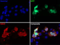 Transfected cell immunofluorescence: COS cells expressing GFP. Blue = Hoechst nuclear stain, Green = GFP, Red = N86/8.